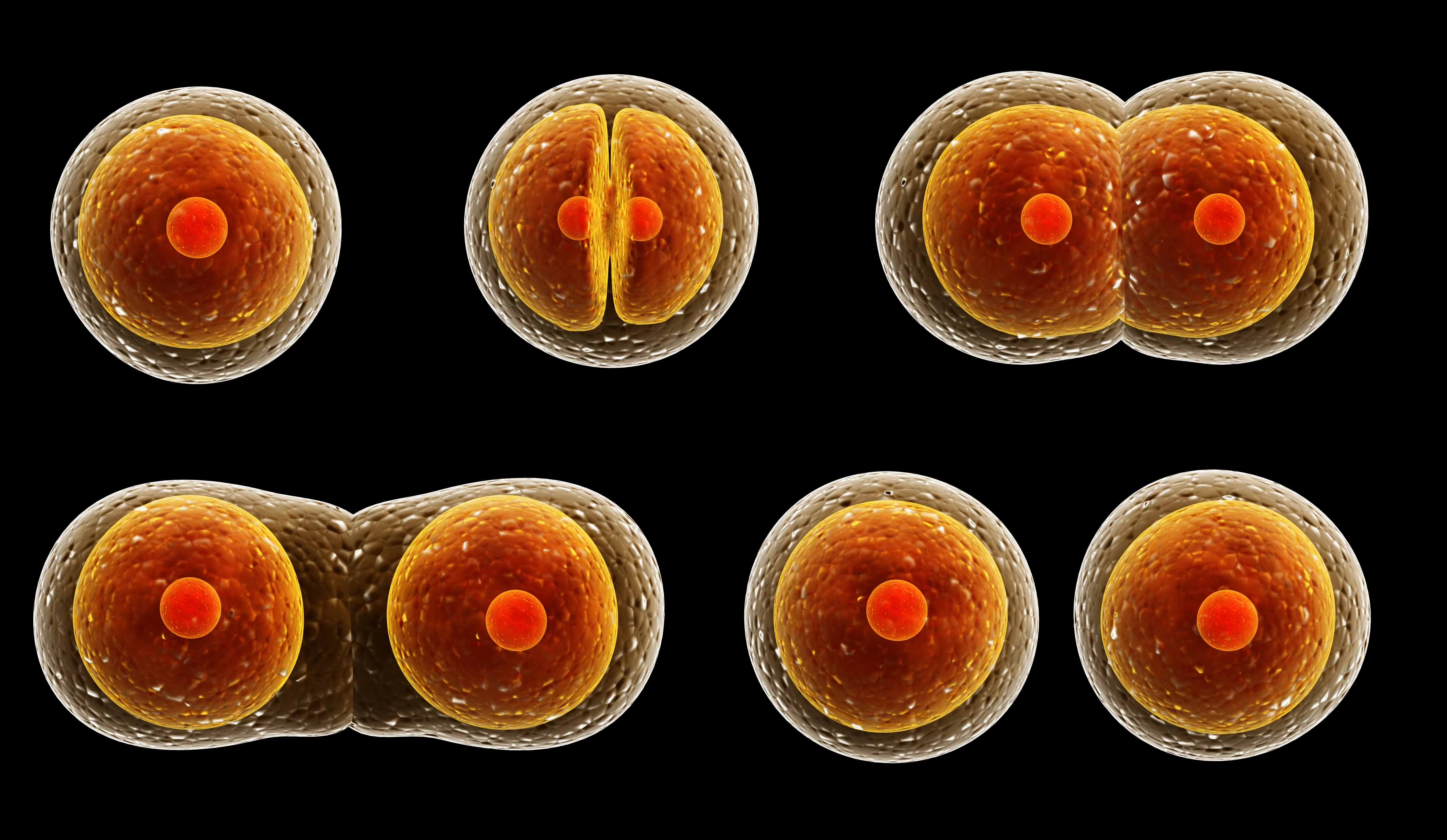 Revolución en Biología Celular: La Forma Determina el Destino de las Células